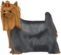 Blue and Tan Yorkshire Terrier