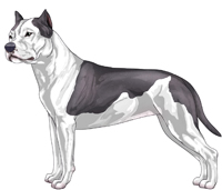 Blue and White American Staffordshire Terrier