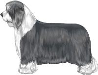 Blue and White Bearded Collie