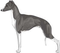 Blue and White Italian Greyhound