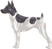 Blue & White Rat Terrier