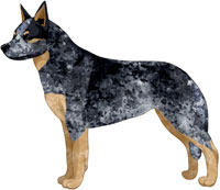 Blue Australian Cattle Dog