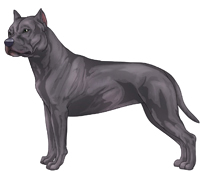 Blue American Staffordshire Terrier