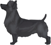 Blue Australian Terrier