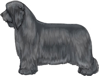 Blue Bearded Collie