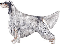 Blue Belton & Tan English Setter