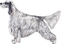 Blue Belton English Setter