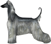 Blue with Black Mask Afghan Hound