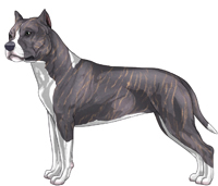 Blue Brindle & White American Staffordshire Terrier