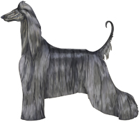 Blue Brindle Afghan Hound