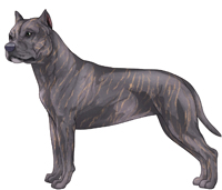 Blue Brindle American Staffordshire Terrier