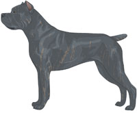 Blue Brindle Cane Corso