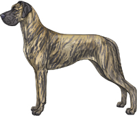 Blue brindle Great Dane