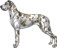 Blue brindle harlequin Great Dane