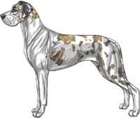 Blue brindle harlequin mantle Great Dane