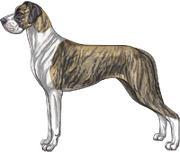 Blue brindle mantle Great Dane