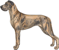 Blue brindle merle Great Dane