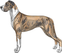 Blue brindle merle mantle Great Dane