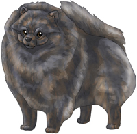 Blue Brindle  Pomeranian