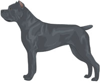 Blue Cane Corso