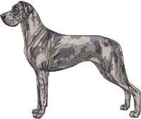 Blue (dilute) merle Great Dane