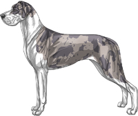 Blue (dilute) merle mantle Great Dane