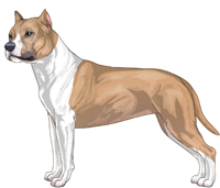 Blue Fawn and White American Staffordshire Terrier