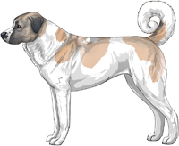 Blue Fawn and White Anatolian Shepherd