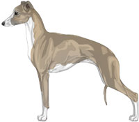 Blue Fawn and White Italian Greyhound