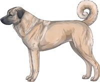 Blue Fawn Anatolian Shepherd