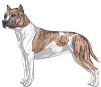 Blue Fawn Brindle & White American Staffordshire Terrier