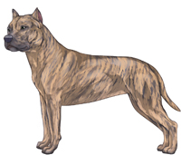 Blue Fawn Brindle American Staffordshire Terrier