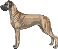 Blue fawn Great Dane