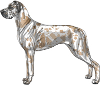 Blue fawn harlequin Great Dane