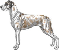 Blue fawn harlequin mantle Great Dane