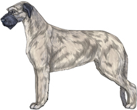 Blue Fawn Irish Wolfhound