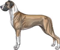 Blue fawn mantle Great Dane