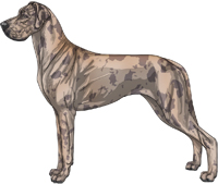 Blue fawn merle Great Dane