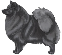 Blue German Spitz