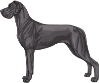 Blue Great Dane