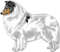 Blue Head White Rough Collie