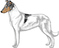 Blue Head White Smooth Collie