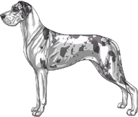 Blue harlequin mantle Great Dane