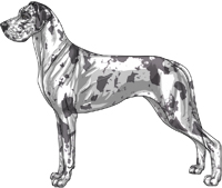 Blue harlequin Great Dane