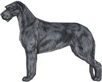 Blue Irish Wolfhound