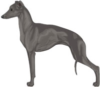 Blue Italian Greyhound