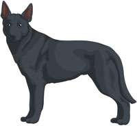 Blue Australian Kelpie