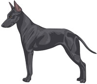 Blue Manchester Toy Terrier