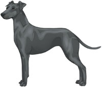 Blue Manchester Terrier