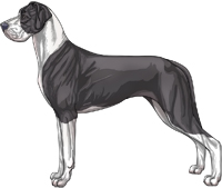 Blue mantle Great Dane